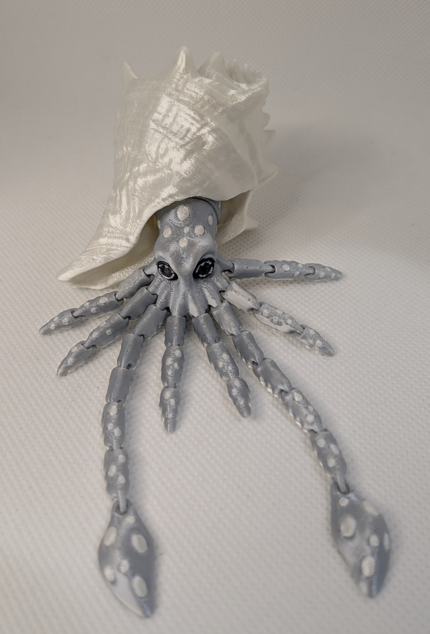Squid and Shell