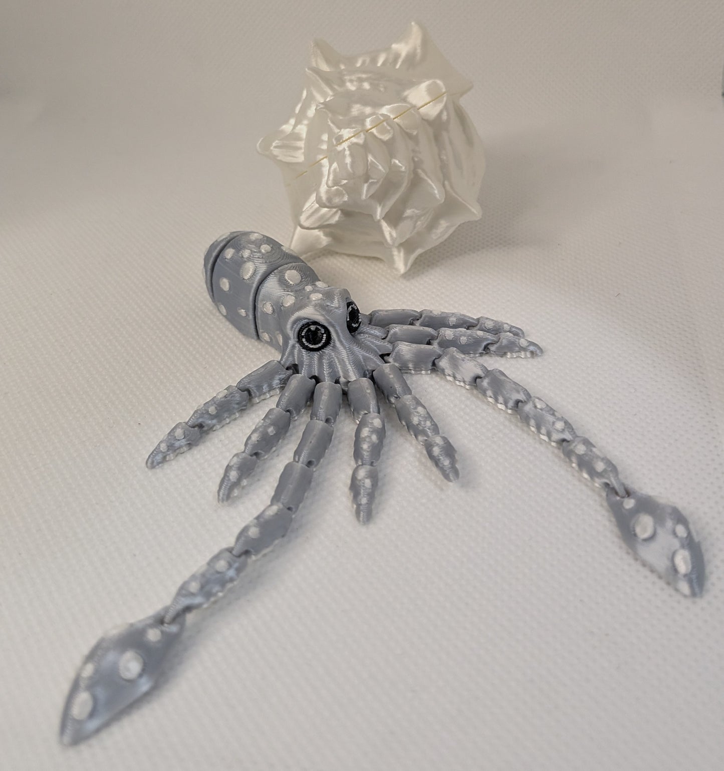 Squid and Shell